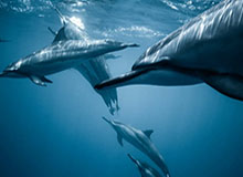 山东男篮社媒分享球队训练动态：球队今晚将迎来马年首战